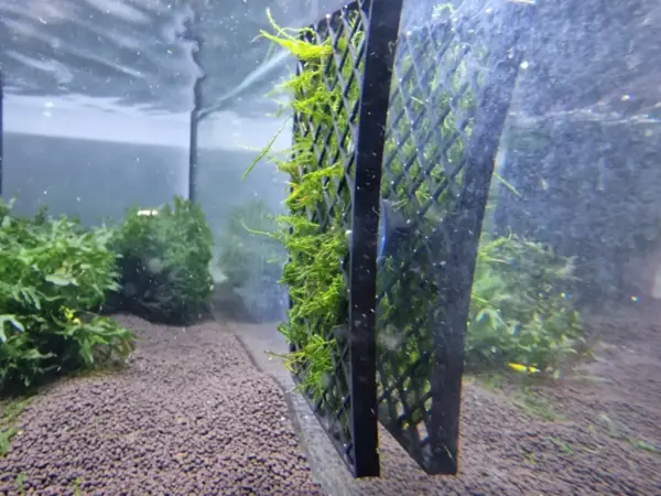 Moosgitter rechteck im Aquarium mit Moos gezeigt