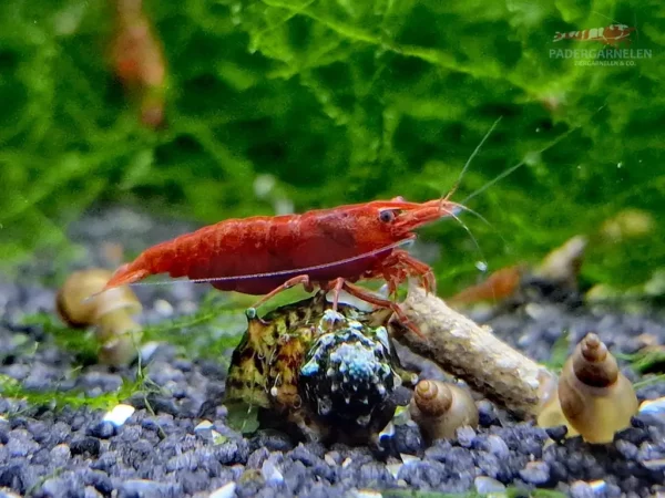 Red Sakura Garnele - Einzeltier am fressen und auf einer Schnecke am sitzen