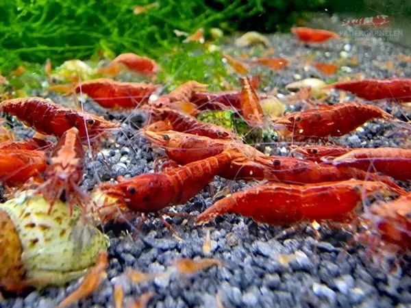 Red Sakura Garnelen - mehrere Tiere im Becken