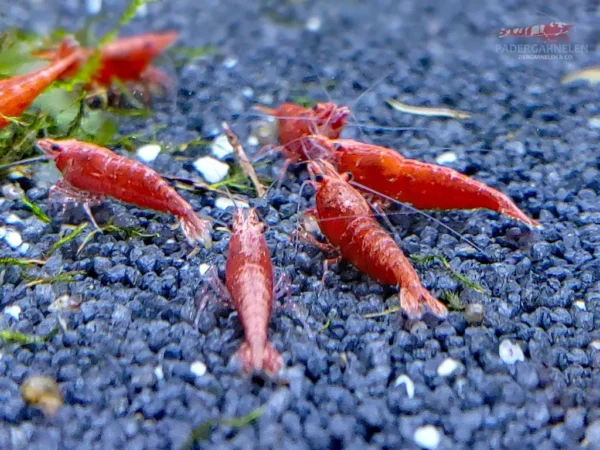 Red Sakura Garnelen - mehrere Tiere im Becken mit dem Rücken zugewandt
