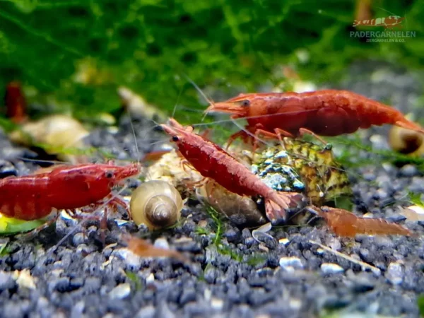Red Sakura Garnelen - mehrere Tiere im Becken nebst Schnecken