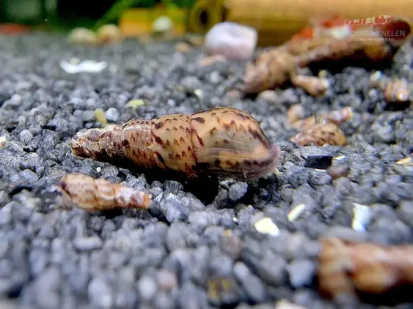 mehrere indische turmdeckelschnecken mit dunklem gehäuse im aquarium fotografiert