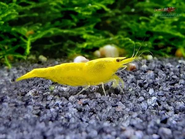 Yellow Fire Neon Garnelen - Einzeltier seitlich im Aquarium fotografiert