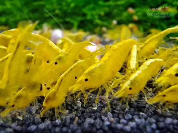 Yellow Fire Neon Garnelen in großer Gruppe im Aquarium