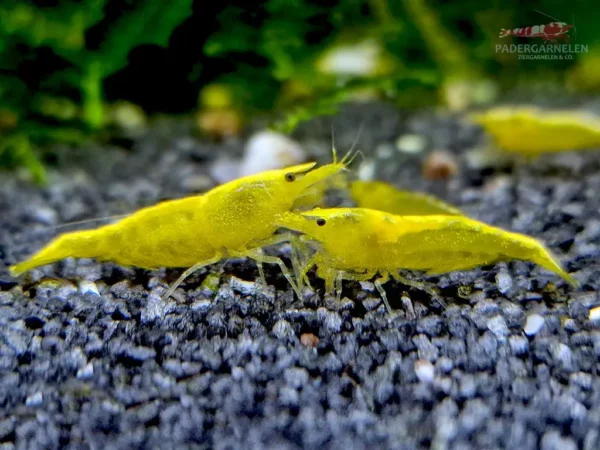 Yellow Fire Neon Garnelen in kleiner Gemeinschaft