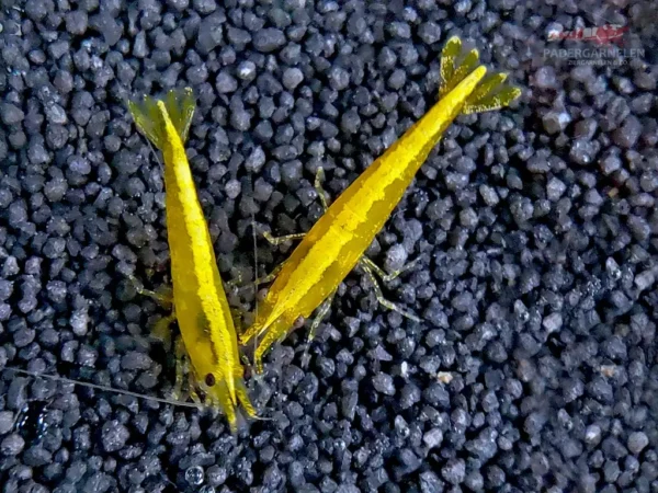Yellow Fire Neon Garnelen zu zweit im Becken als Detailaufnahme von oben mit erkennbarem Neon-Strich