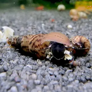 indische Turmdeckelschnecke mit dunklem Gehäuse im Aquarium fotografiert