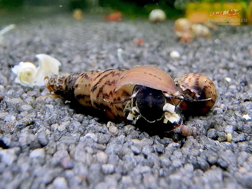 indische Turmdeckelschnecke mit dunklem Gehäuse im Aquarium fotografiert